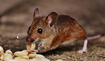 24 Hour & Emergency Exterminators in Raspeburg, MD